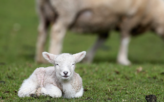 Illustration for article titled The Royal Baby Could Theoretically Look Like Any of These Babies
